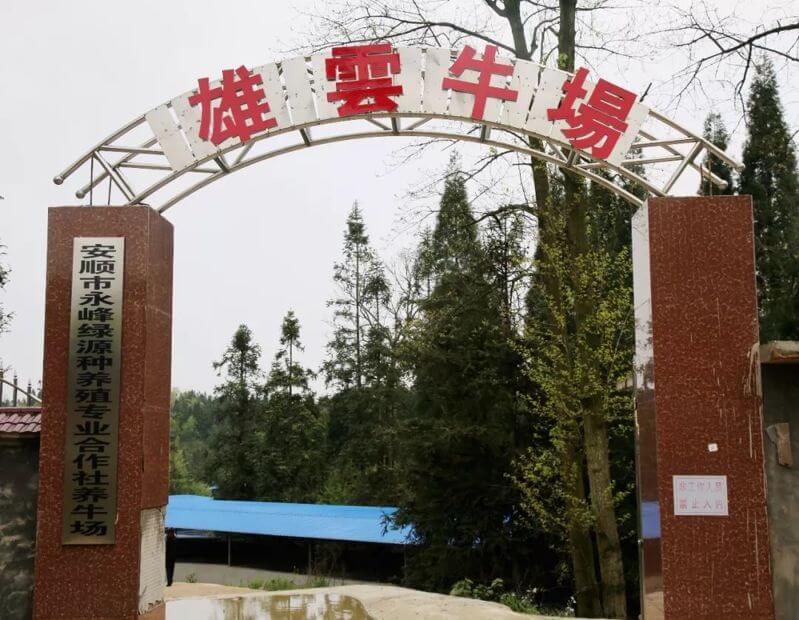 安顺市永峰绿源种养殖专业合作社养牛场